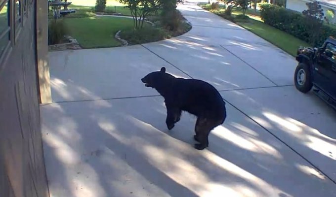 The bear broke into the house and drank several cocktails (4 photos + 1 video)