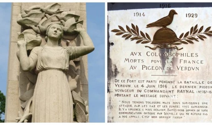 Touching monument to nameless feathered heroes (7 photos)