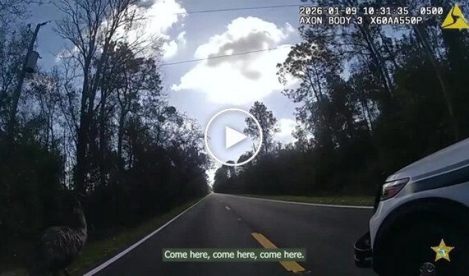 На сбежавшего эму надели наручники