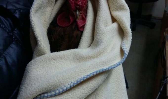 A resident of Ufa picked up a rooster in the middle of the city (2 photos + 1 video)