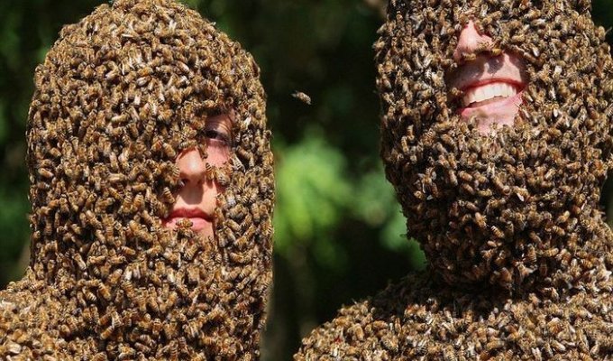 Канадские фермеры провели конкурс пчелиной бороды (5 фото + видео)