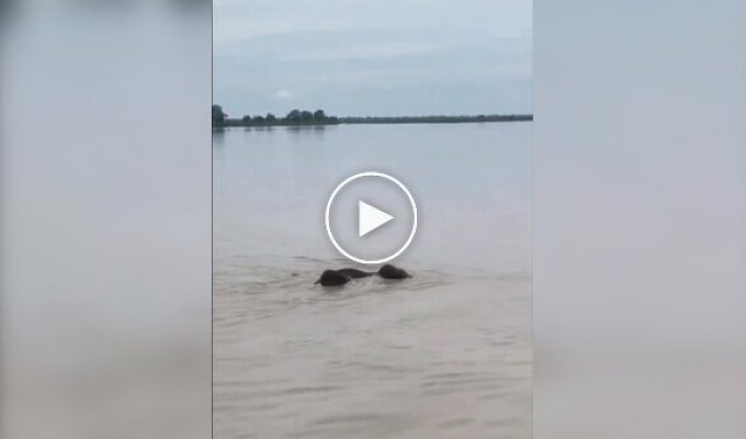В Индии спасли слонов, которых унесло течением из Непала