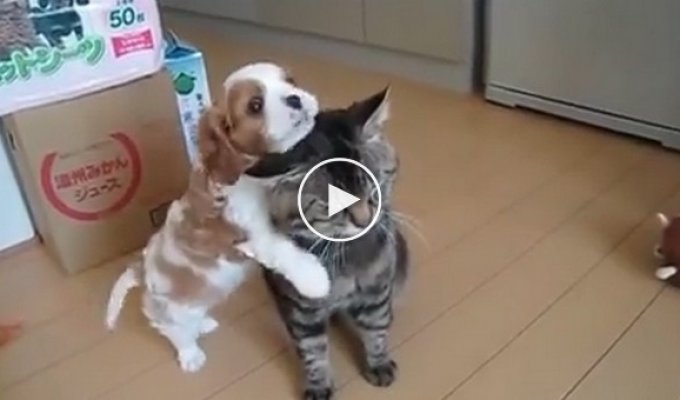 Собака нападает на кота