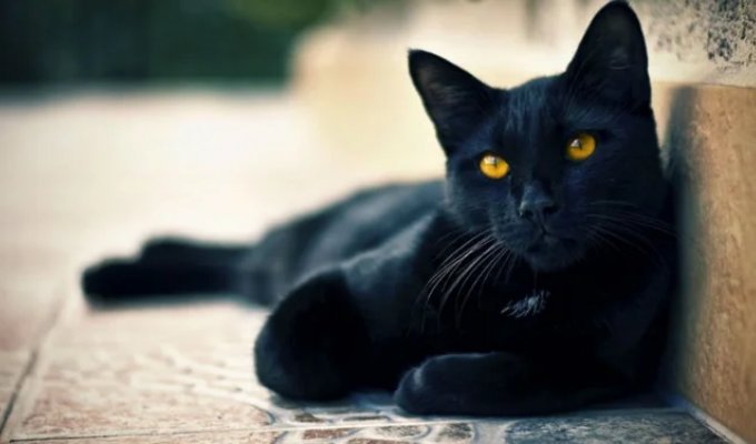 Most Popular Superstitions and Their Origins (11 photos)