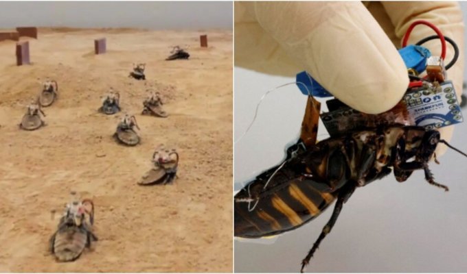 A swarm of remote-controlled cyborg cockroaches was created in Singapore (2 photos + 1 video)