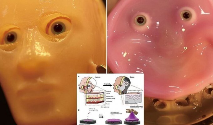 Japanese scientists have created a creepy robot with a face made of living skin (6 photos + 1 video)