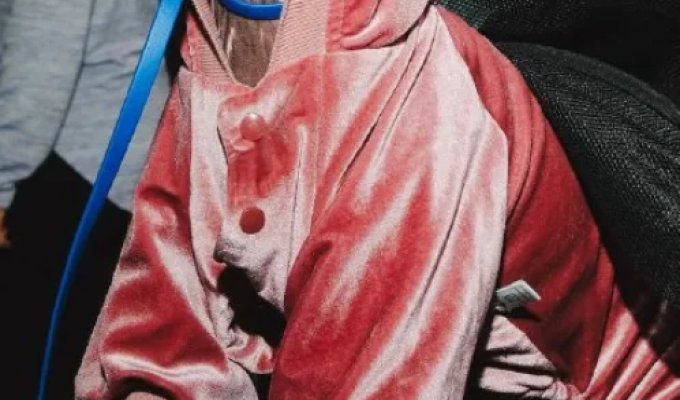 Юбилейная выставка собак (7 фото)