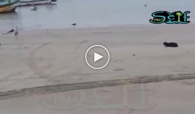 Кот на пляже который может себе найти еду