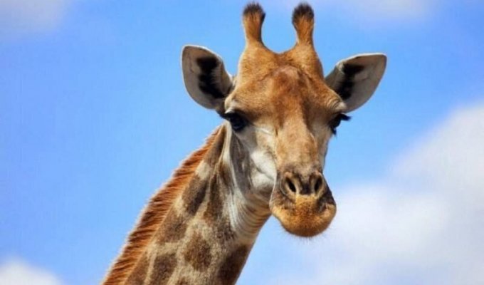 Жизнь жирафа — ежедневный ад и все из-за длинной шеи (9 фото)