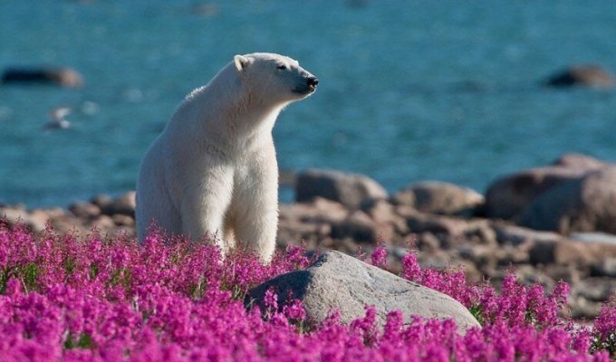 Белые медведи не в снегу, а в цветах (12 фото)