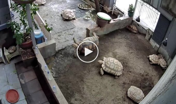 Черепаха пришла на помощь опрокинутому другу