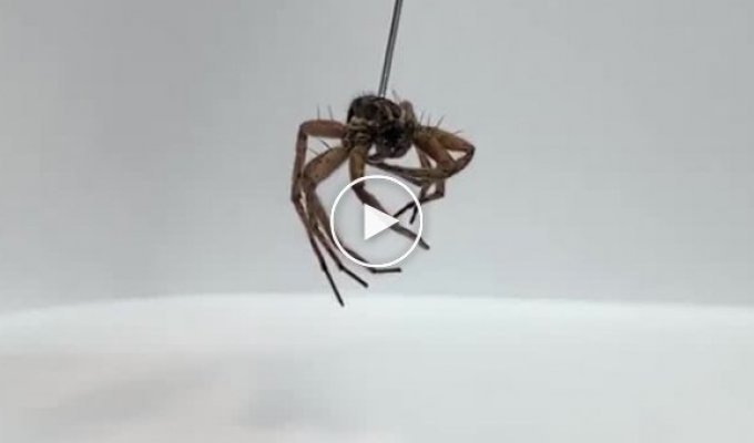 Американские инженеры сделали из мертвого паука некробота