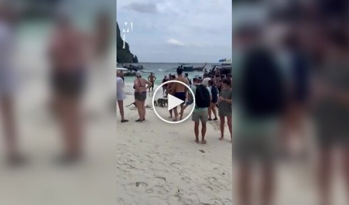 В Таиланде обезьяны атаковали туристов на пляже
