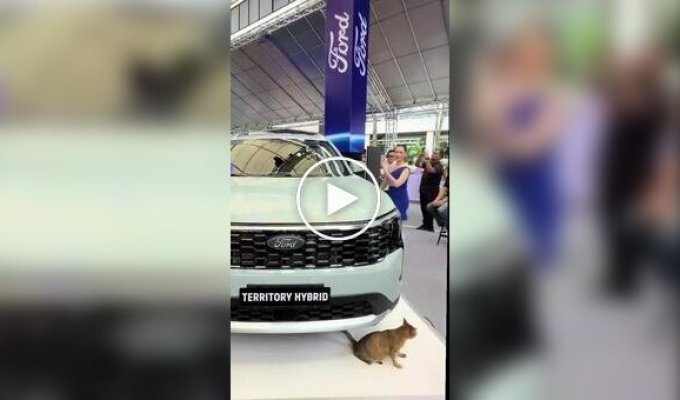 In the Philippines, during the presentation of the new Ford, a cat suddenly became the star of the event
