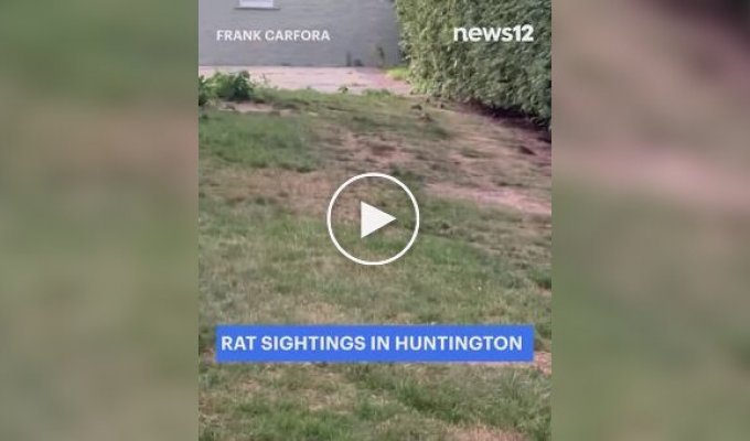 Rat invasion in the suburbs of New York