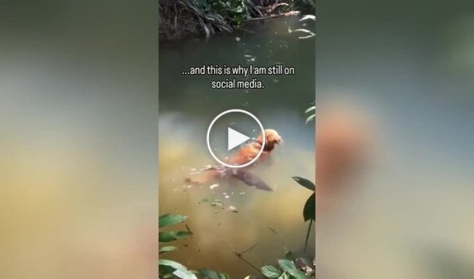 Otter Cub Bathes with Golden Retriever