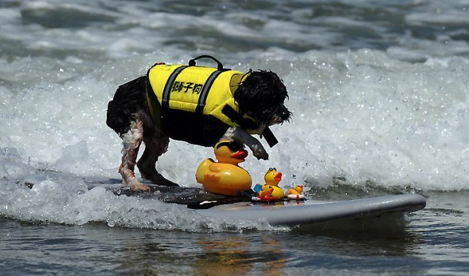 Снова собачий серфинг (22 фото)