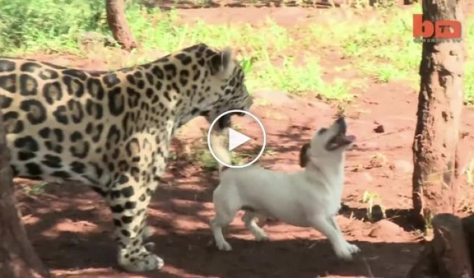 Дружба собаки и ягуара