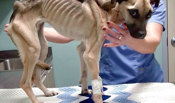 История спасения и невероятное преображение истощённой собаки, находившейся на волосок от смерти (12 фото)