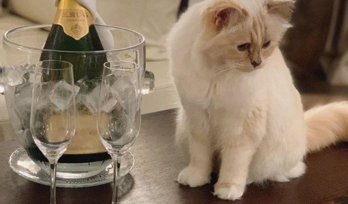 Кошка умершего модельера Карла Лагерфельда отпраздновала 11-летие (6 фото + видео)