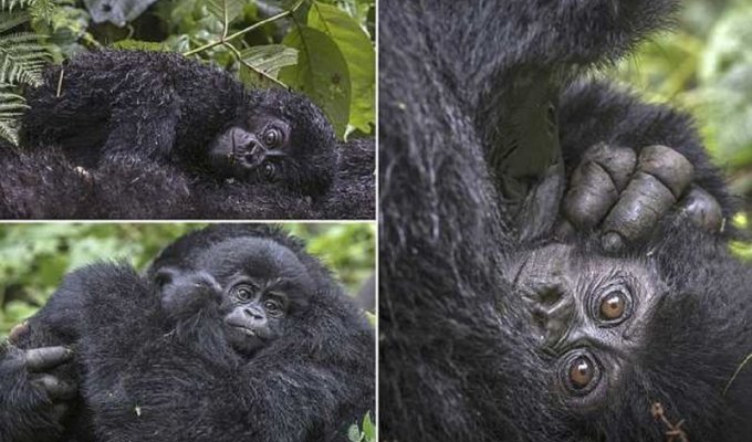 Уникальные съемки очаровательных малюток-горилл (11 фото)