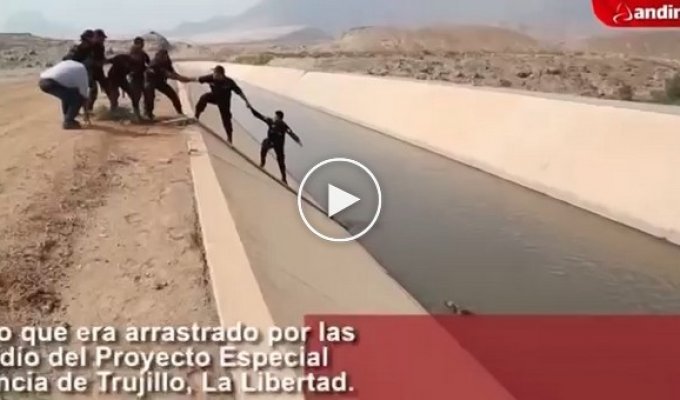 Перуанские полицейские сделали живую цепь, чтобы спасти щенка  
