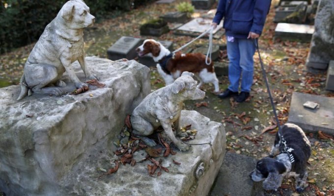 Кладбище собак во Франции (13 фото)