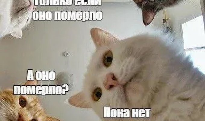 Лучшие шутки и мемы из Сети. Выпуск 705 (122 картинок)
