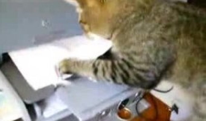 Кот и принтер