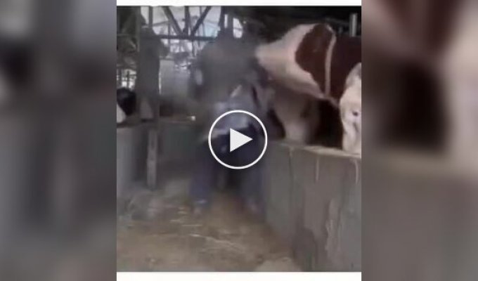 Cheeky Cow Disrupts Farmer's Work