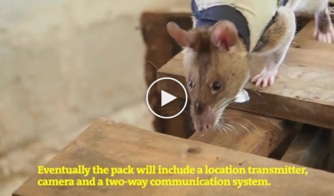 В Танзании начали тренировать гигантских крыс-спасателей с рюкзаками