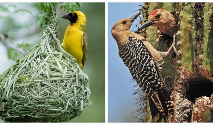 The most unusual bird nests (15 photos)