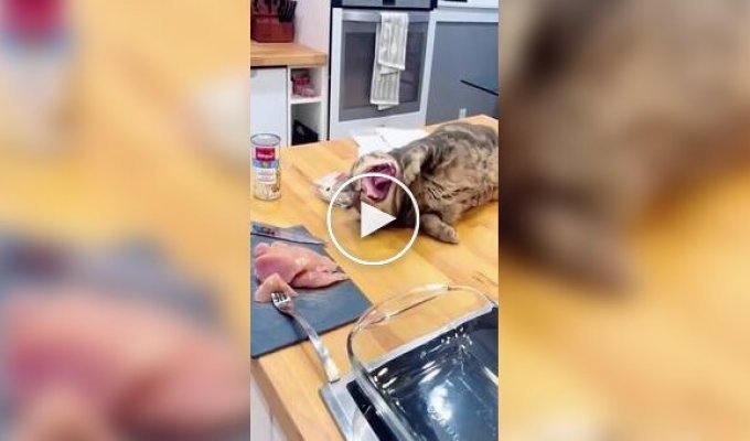 Очаровательные попытки котиков стащить еду из тарелки