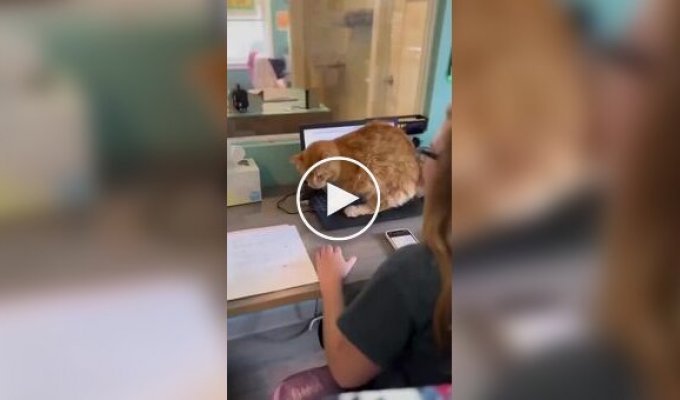 «Сделай перерыв!»: на видео попала главная причина меньше работать