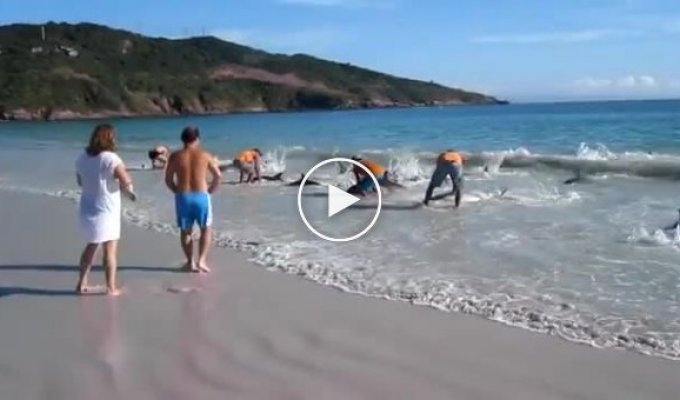 Спасение дельфинов которых выбросило на берег