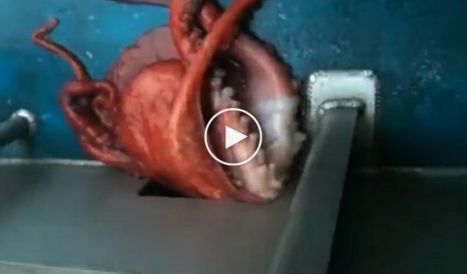 Рыбак снял побег огромного двухметрового осьминога через крохотную щель