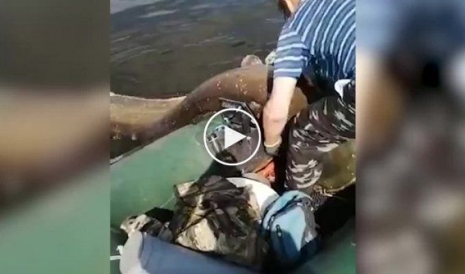 В Чистополе рыбаки поймали сома весом 104 кг