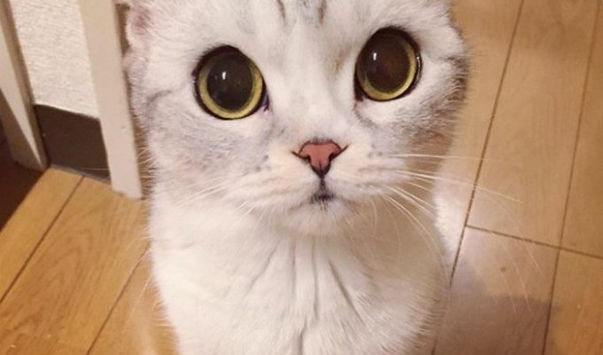 Хана – кошка с невероятно большими глазами (14 фото)