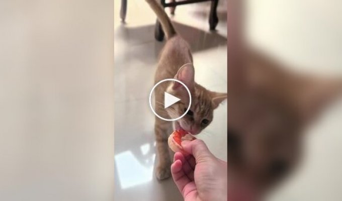 Животные (короткие видео). Выпуск 98