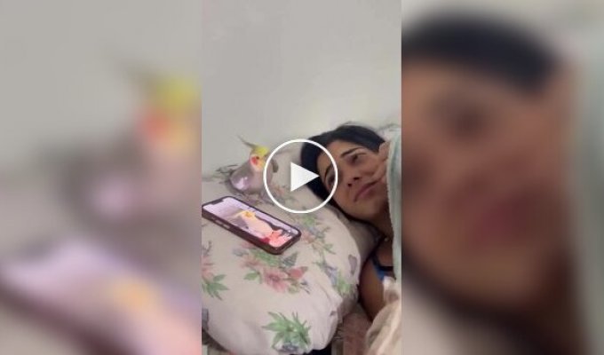 Попугай имитирует звук будильника