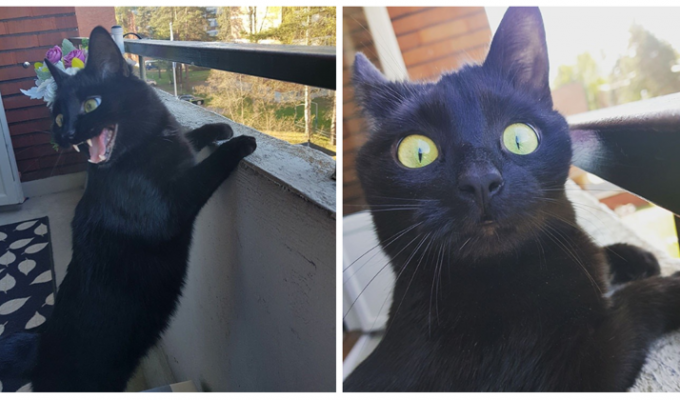 Неподдельные эмоции кота, впервые выпущенного на балкон (14 фото)
