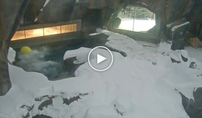 Белый медведь хорошо проводит время в вольере