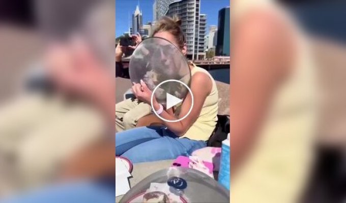 In Australia, they showed how cafes fight seagull thieves
