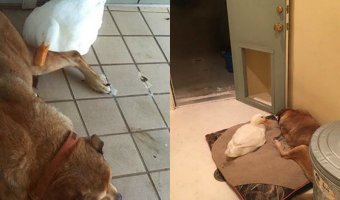 Утка-пришелец спасла тоскующего пса в годовщину смерти его подруги (8 фото)
