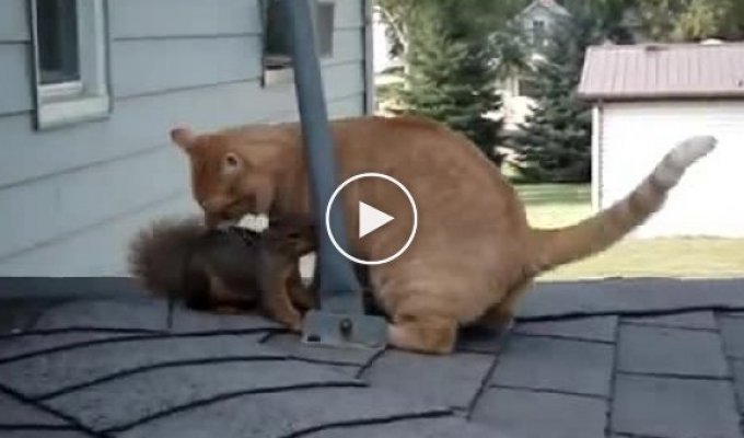 Кот и белка нашли друг друга