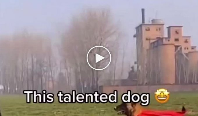 Собака-супермен и твой пес