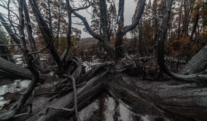 Тасмания пострадала от сильнейшего лесного пожара (16 фото)