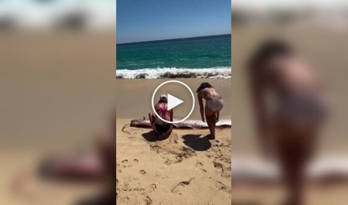 Женщины спасли сельдяных королей