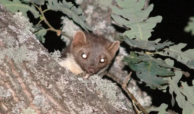 Каменная куница: почему обычные куры в сарае вызывают у них психоз? (9 фото)
