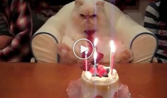 Поздравления кота с Днем Рождения